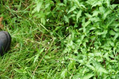Grand plantain d'eau 