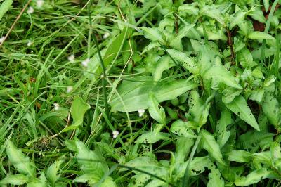 Grand plantain d'eau 