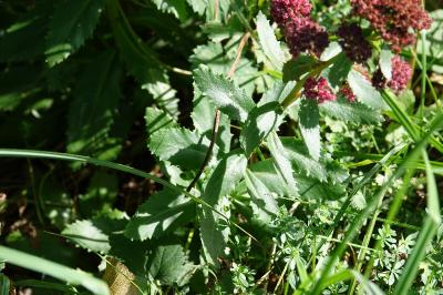 Herbe de saint Jean