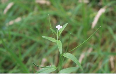 Epilobium parviflorum