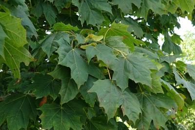 Acer platanoides