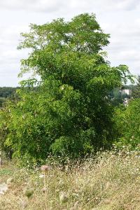Robinier faux-acacia