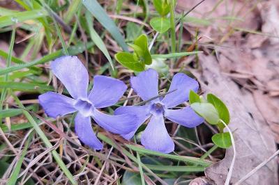 Vinca minor