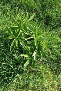 Hellébore vert