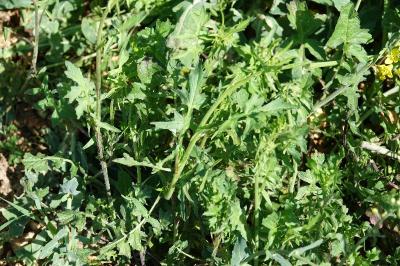 Herbe aux chantres