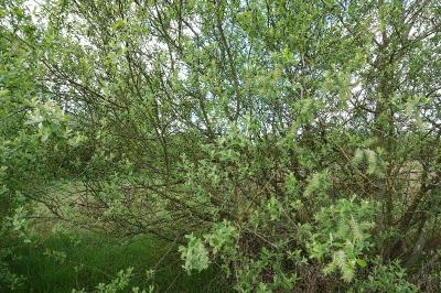 Salix cinerea