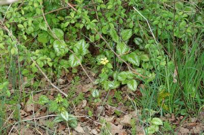 <i>Lamium galeobdolon subsp. argentatum</i>