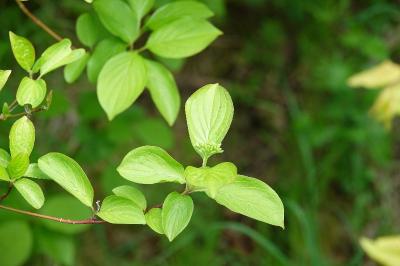 Cornus sanguinea