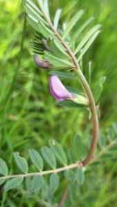 Vesce cultivée
