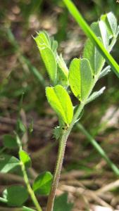 Vesce cultivée