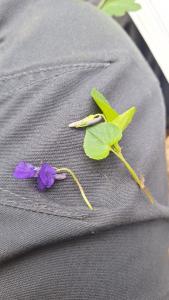 Violette de Rivinus