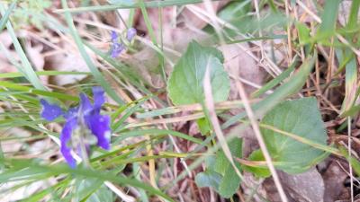 Violette de Rivinus