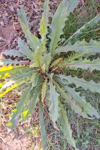 Picris hieracioides