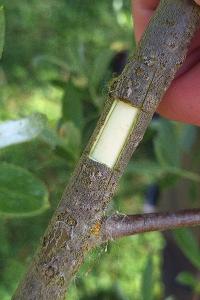 Saule blanc