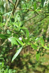Saule blanc