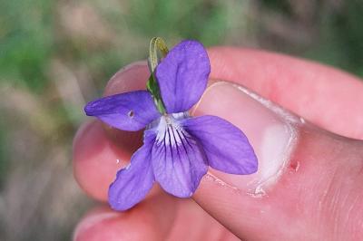 Violette des bois