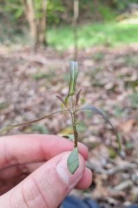 Mélampyre des prés