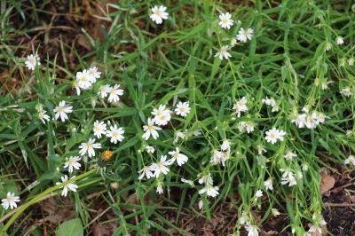 Stellaire holostée