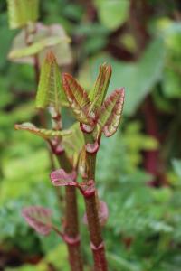 Renouée du Japon