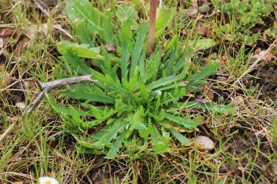 Plantain Corne-de-cerf
