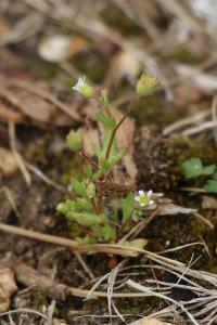 Saxifrage à trois doigts