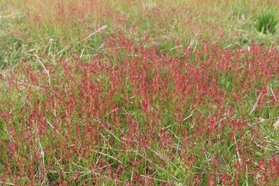 Rumex acetosella