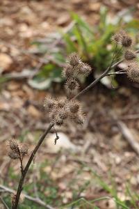 Bardane à petites têtes