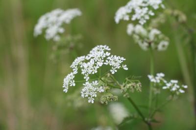 Anthriscus sylvestris