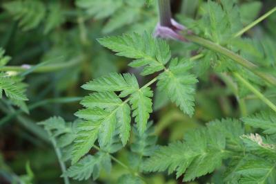 Anthriscus sylvestris