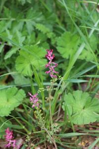 Fumeterre officinale