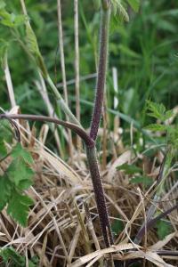 Chérophylle penché