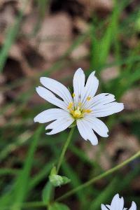 Stellaire holostée