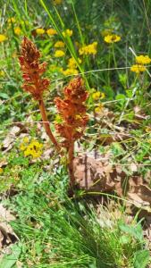 Orobanche grêle