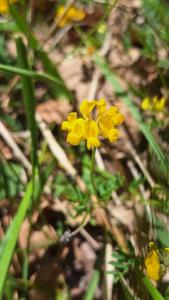 Hippocrepis à toupet