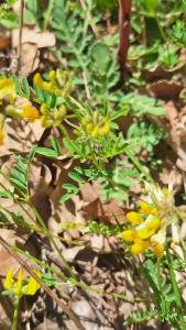 Hippocrepis à toupet