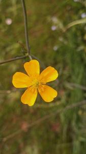 Bouton d'or