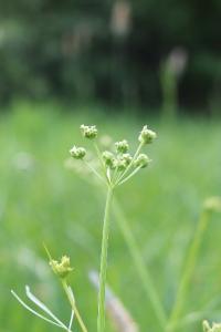 Conopode dénudé