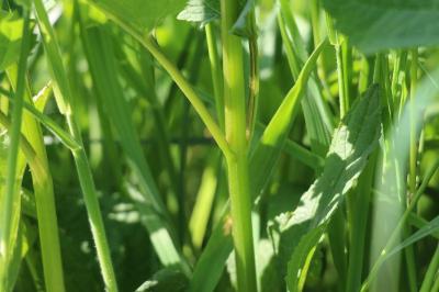 Scrophularia nodosa