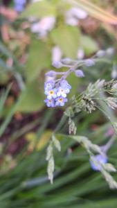 Myosotis des champs