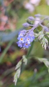 Myosotis des champs