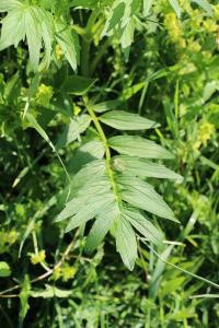 Valériane officinale