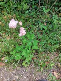 Ancolie vulgaire