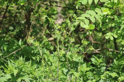 Chérophylle penché
