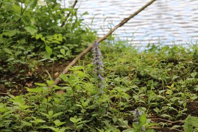 Bugle rampante