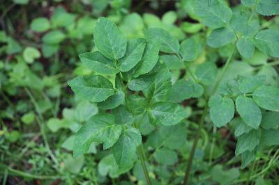 Angelica sylvestris