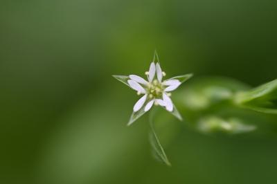 Stellaire des sources