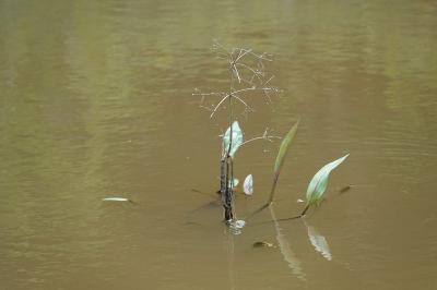 Grand plantain d'eau 