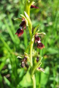 Ophrys mouche