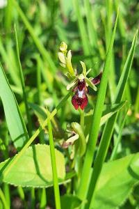 Ophrys mouche