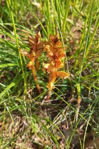 Orobanche grêle